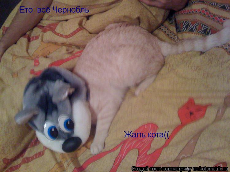 Ето всё Чернобль Жаль кота((... Котоматрица: Ето всё Чернобль Жаль кота((