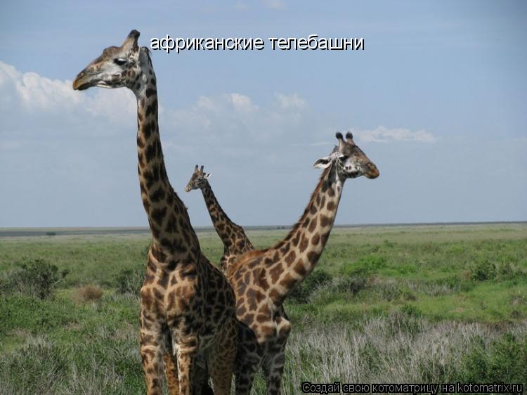 Котоматрица: африканские телебашни