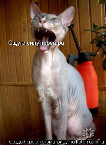 Ощути силу перегара... Котоматрица: Ощути силу перегара