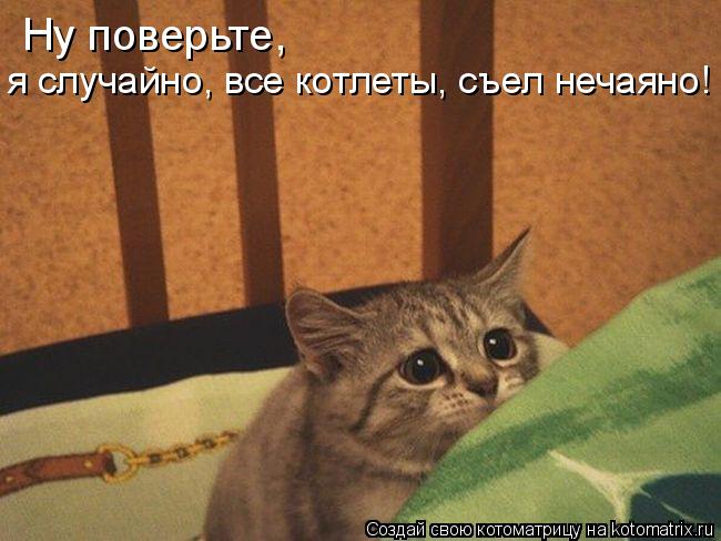 Ну поверьте, я случайно, все котлеты, съел нечаяно!... Котоматрица: Ну поверьте, я случайно, все котлеты, съел нечаяно!