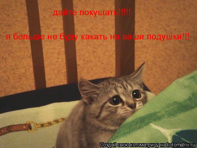 дайте покушать!!!!!я больше не буду какать на ваши подушки!!! дайте покушать!!!!! я больше не буду ка... Котоматрица: дайте покушать!!!!!я больше не буду какать на ваши подушки!!! дайте покушать!!!!! я больше не буду какать на ваши подушки!!!