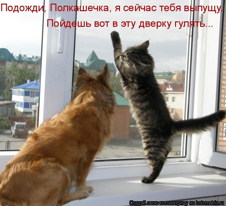 Котоматрица: Пойдешь вот в эту дверку гулять... Подожди, Полкашечка, я сейчас тебя выпущу.