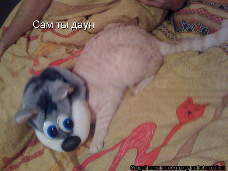 Сам ты даун... Котоматрица: Сам ты даун
