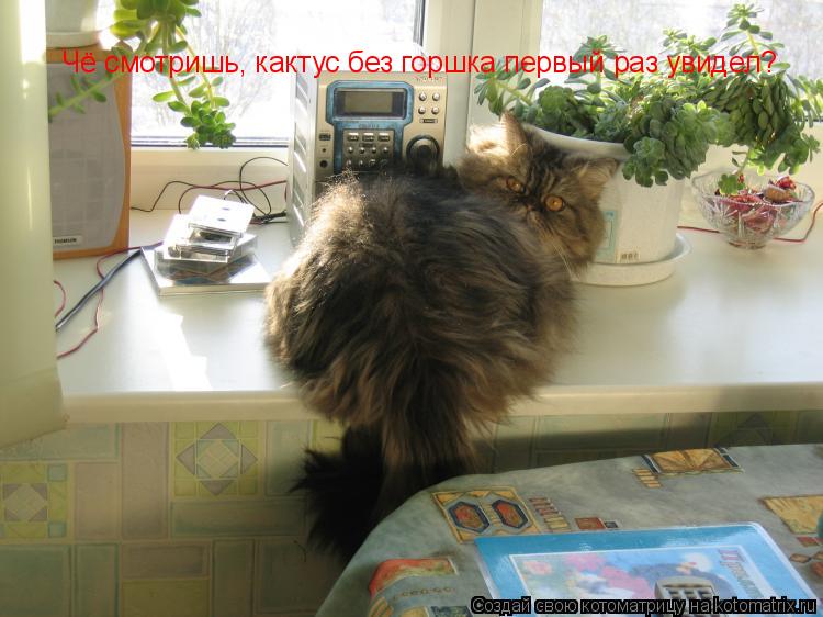 Чё смотришь, кактус без горшка первый раз увидел?... Котоматрица: Чё смотришь, кактус без горшка первый раз увидел?
