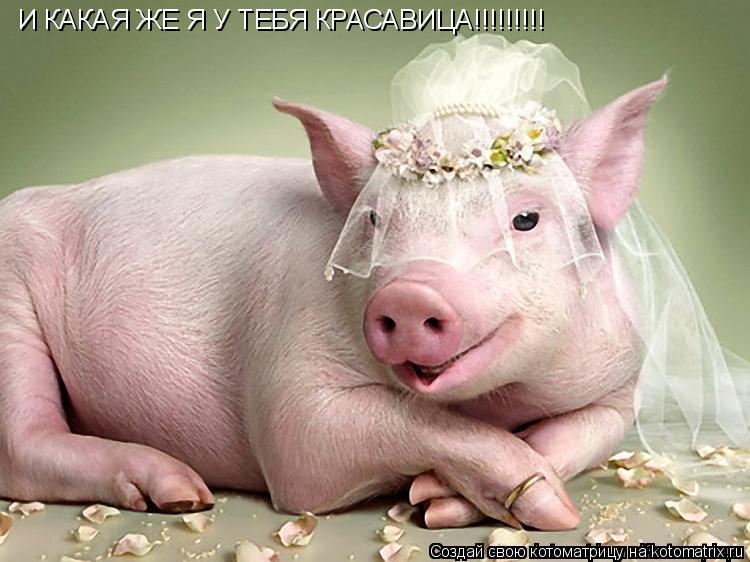 И КАКАЯ ЖЕ Я У ТЕБЯ КРАСАВИЦА!!!!!!!!!... Котоматрица: И КАКАЯ ЖЕ Я У ТЕБЯ КРАСАВИЦА!!!!!!!!!
