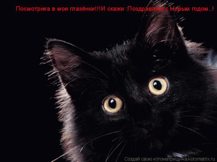 Посмотрика в мои глазёнки!!!И скажи :Поздравляю с Новым годом..!... Котоматрица: Посмотрика в мои глазёнки!!!И скажи :Поздравляю с Новым годом..!