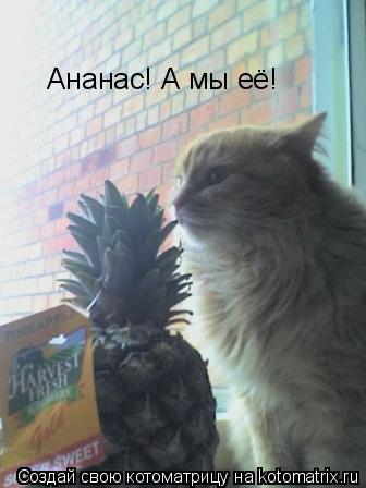 Ананас! А мы её!... Котоматрица: Ананас! А мы её!