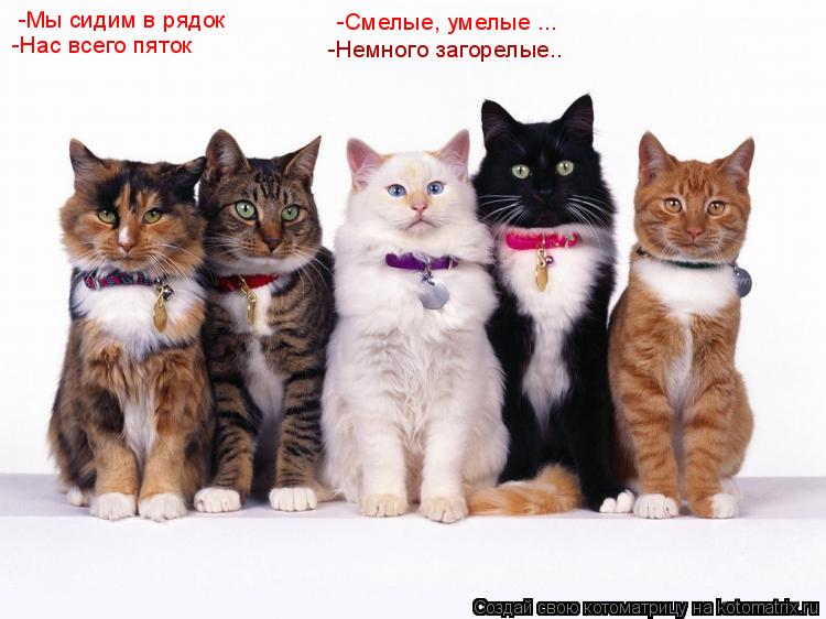 -Мы сидим в рядок -Нас всего пяток -Смелые, умелые ... -Немного загорелые..... Котоматрица: -Мы сидим в рядок -Нас всего пяток -Смелые, умелые ... -Немного загорелые..