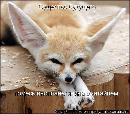 Существо будущего: помесь инопланетянина с китайцем... Котоматрица: Существо будущего: помесь инопланетянина с китайцем