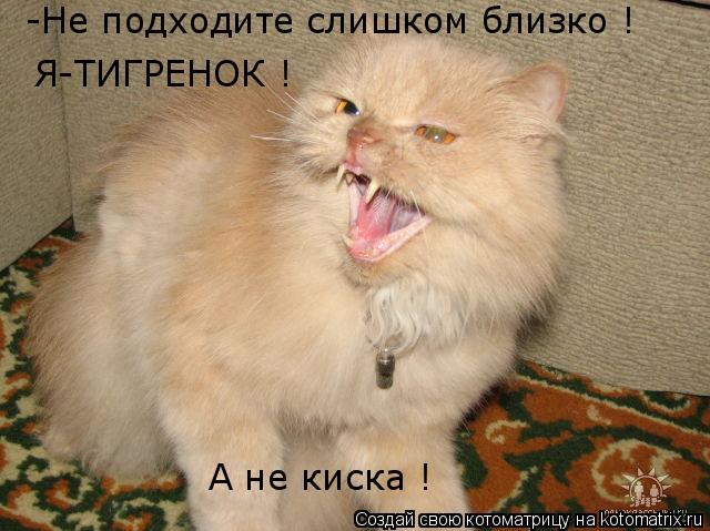 -Не подходите слишком близко ! Я-ТИГРЕНОК ! А не киска !... Котоматрица: -Не подходите слишком близко ! Я-ТИГРЕНОК ! А не киска !