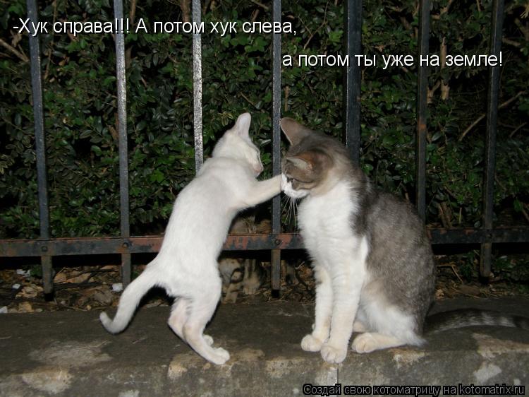 -Хук справа!!! А потом хук слева, а потом ты уже на земле!... Котоматрица: -Хук справа!!! А потом хук слева, а потом ты уже на земле!