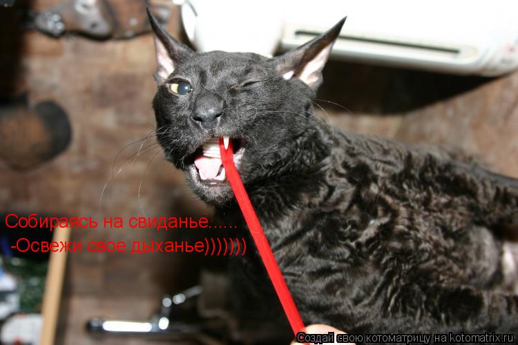 Котоматрица: Собираясь на свиданье- -Освежи свое дыханье))))))) Собираясь на свиданье......