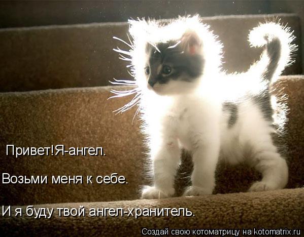 Привет!Я-ангел. Возьми меня к себе. И я буду твой ангел-хранитель.... Котоматрица: Привет!Я-ангел. Возьми меня к себе. И я буду твой ангел-хранитель.