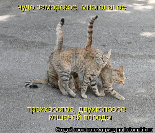 чудо заморское: многолапое треххвостое, двухголовое кошачей породы... Котоматрица: чудо заморское: многолапое треххвостое, двухголовое кошачей породы