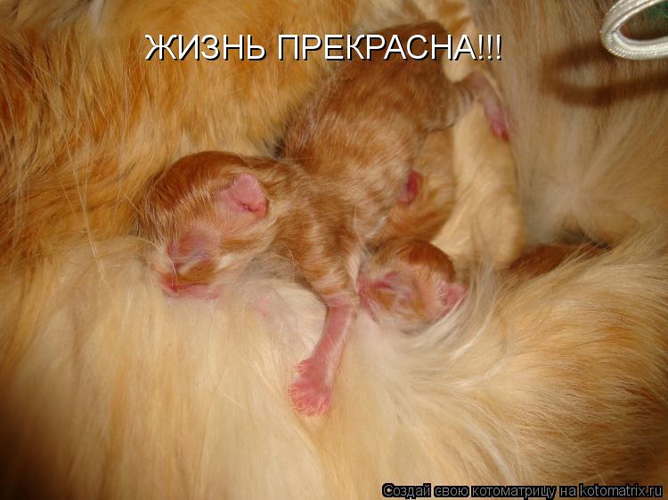 ЖИЗНЬ ПРЕКРАСНА!!!... Котоматрица: ЖИЗНЬ ПРЕКРАСНА!!!