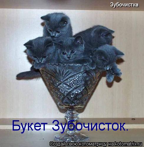 Зубочистка Букет Зубочисток.... Котоматрица: Зубочистка Букет Зубочисток.