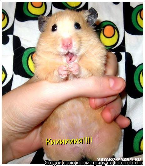 Киииииия!!!!... Котоматрица: Киииииия!!!!