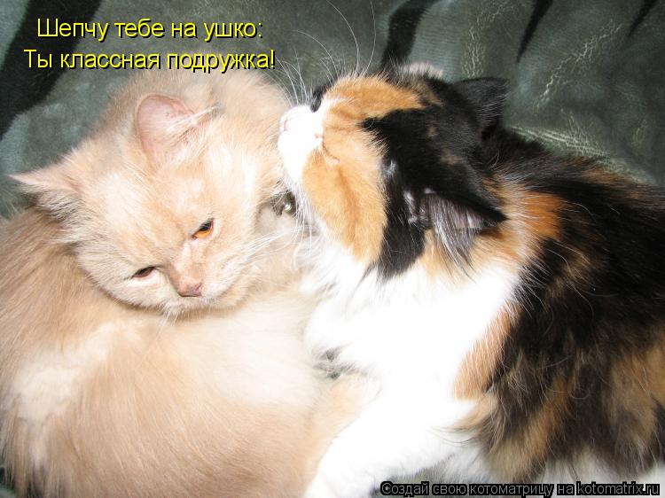 Шепчу тебе на ушко: Ты классная подружка!... Котоматрица: Шепчу тебе на ушко: Ты классная подружка!