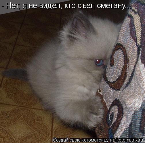 - Нет, я не видел, кто съел сметану...... Котоматрица: - Нет, я не видел, кто съел сметану...