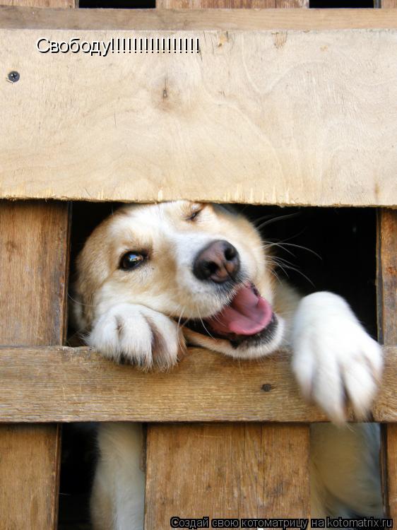 Свободу!!!!!!!!!!!!!!!!... Котоматрица: Свободу!!!!!!!!!!!!!!!!