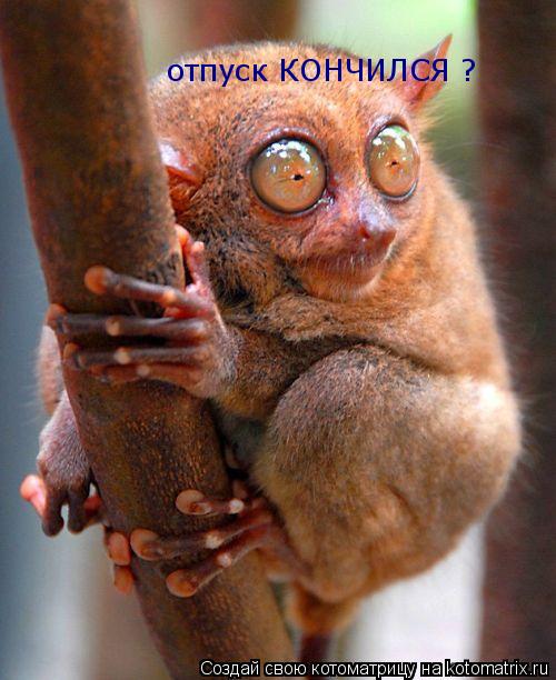 отпуск КОНЧИЛСЯ ?... Котоматрица: отпуск КОНЧИЛСЯ ?