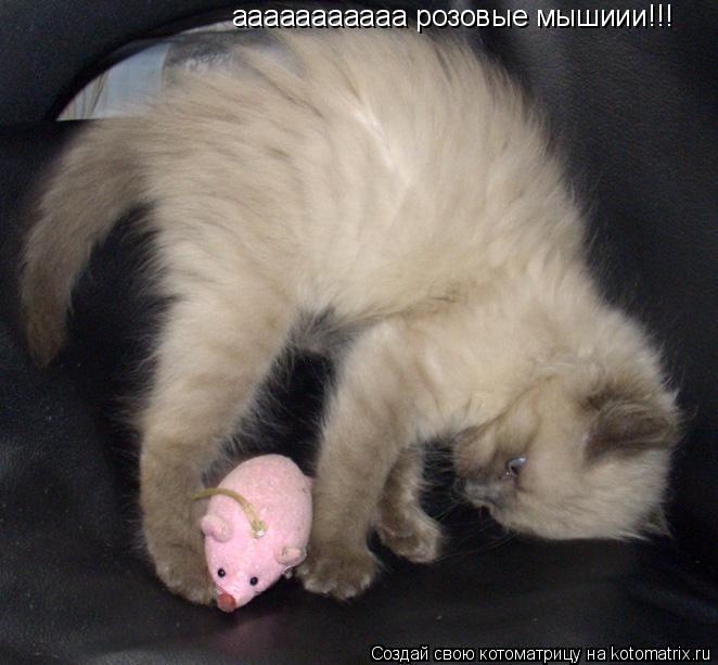 ааааааааааа розовые мышиии!!!... Котоматрица: ааааааааааа розовые мышиии!!!