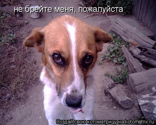 не брейте меня, пожалуйста... Котоматрица: не брейте меня, пожалуйста