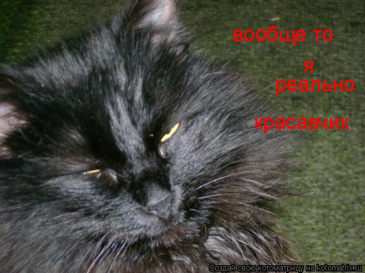 Котоматрица: вообще то я реально красавчик