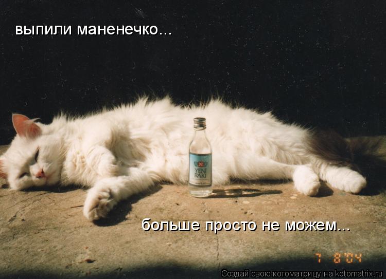 выпили маненечко... больше просто не можем...... Котоматрица: выпили маненечко... больше просто не можем...
