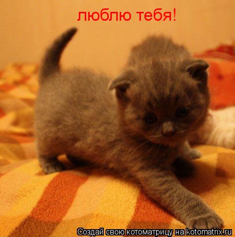 люблю тебя!... Котоматрица: люблю тебя!