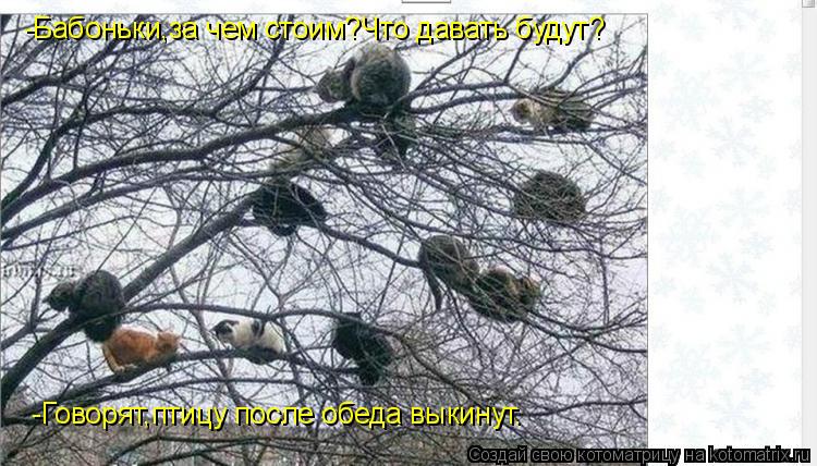 -Бабоньки,за чем стоим?Что давать будут? -Говорят,птицу после обеда выкинут.... Котоматрица: -Бабоньки,за чем стоим?Что давать будут? -Говорят,птицу после обеда выкинут.