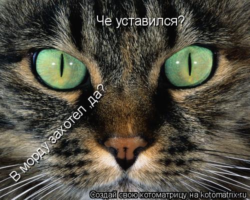 Че уставился? В морду захотел ,да? В морду захотел ,да? В морду захотел ,да?... Котоматрица: Че уставился? В морду захотел ,да? В морду захотел ,да? В морду захотел ,да?