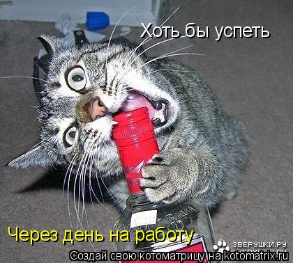 Хоть бы успеть Через день на работу... Котоматрица: Хоть бы успеть Через день на работу