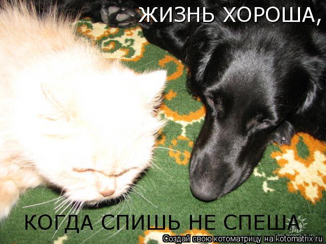 ЖИЗНЬ ХОРОША, КОГДА СПИШЬ НЕ СПЕША... Котоматрица: ЖИЗНЬ ХОРОША, КОГДА СПИШЬ НЕ СПЕША