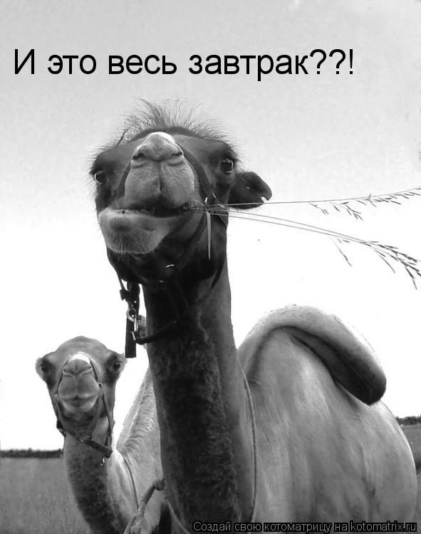 И это весь завтрак??!... Котоматрица: И это весь завтрак??!