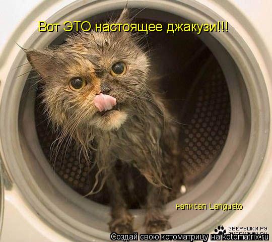 Вот ЭТО настоящее джакузи!!! написал Langusto... Котоматрица: Вот ЭТО настоящее джакузи!!! написал Langusto