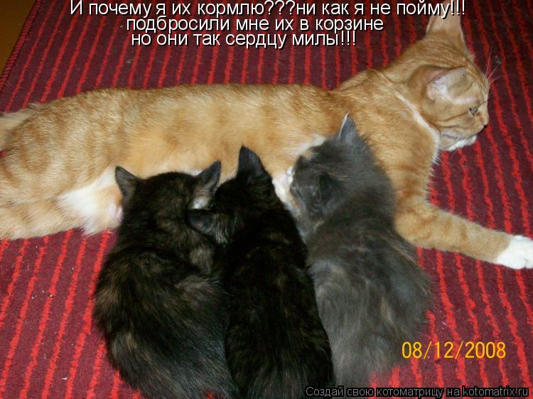 Котоматрица: И почему я их кормлю???ни как я не пойму!!! подбросили мне их в корзине но они так сердцу милы!!!