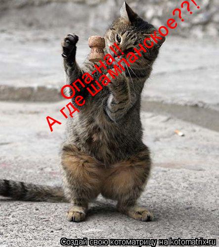 Опа-на!! А где шампанское??!... Котоматрица: Опа-на!! А где шампанское??!