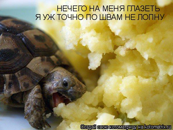 НЕЧЕГО НА МЕНЯ ГЛАЗЕТЬ Я УЖ ТОЧНО ПО ШВАМ НЕ ЛОПНУ... Котоматрица: НЕЧЕГО НА МЕНЯ ГЛАЗЕТЬ Я УЖ ТОЧНО ПО ШВАМ НЕ ЛОПНУ