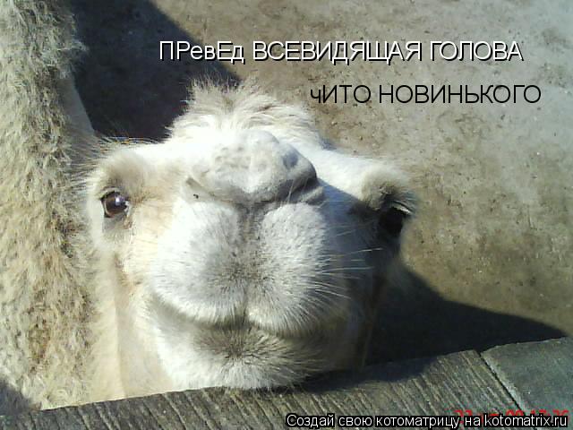 ПРевЕд ВСЕВИДЯЩАЯ ГОЛОВА чИТО НОВИНЬКОГО... Котоматрица: ПРевЕд ВСЕВИДЯЩАЯ ГОЛОВА чИТО НОВИНЬКОГО