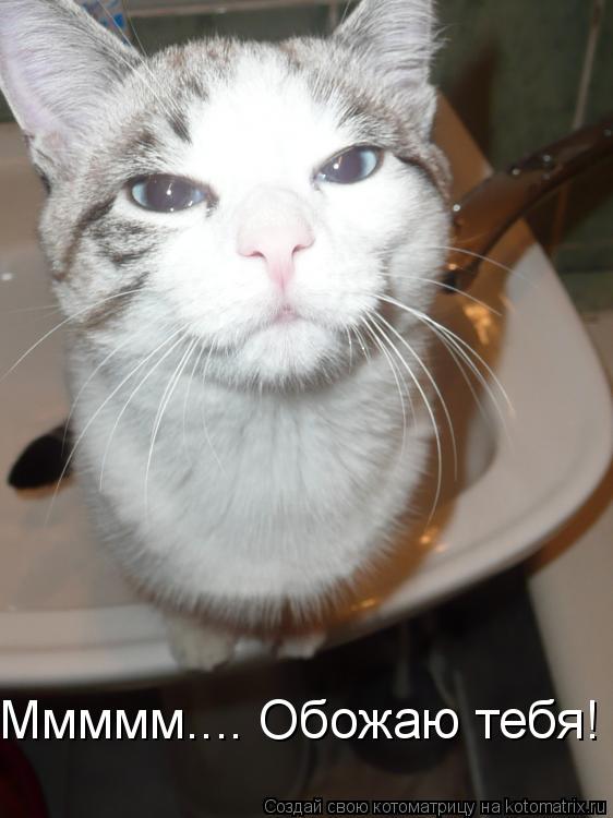 Ммммм.... Обожаю тебя!... Котоматрица: Ммммм.... Обожаю тебя!