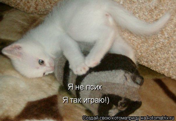 Я не псих Я так играю!)... Котоматрица: Я не псих Я так играю!)