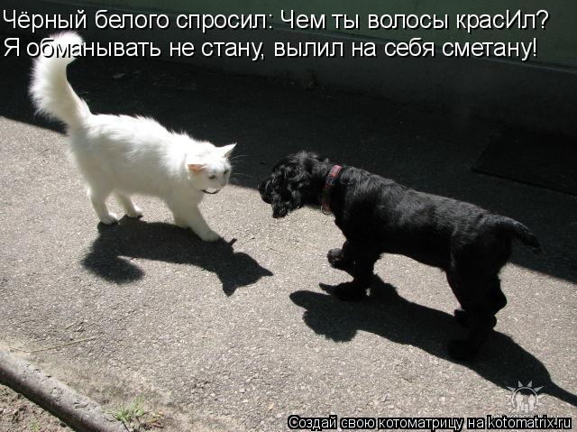Чёрный белого спросил: Чем ты волосы красИл? Я обманывать не стану, вылил на себя сметану!... Котоматрица: Чёрный белого спросил: Чем ты волосы красИл? Я обманывать не стану, вылил на себя сметану!