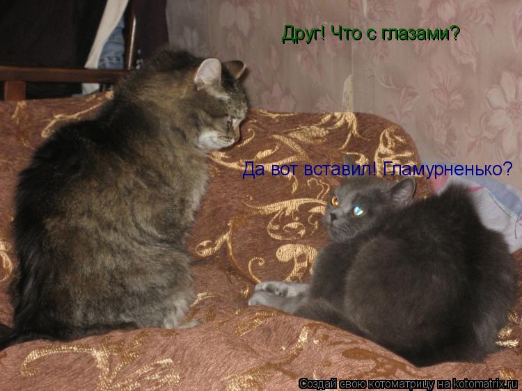 Друг! Что с глазами? Да вот вставил! Гламурненько?... Котоматрица: Друг! Что с глазами? Да вот вставил! Гламурненько?