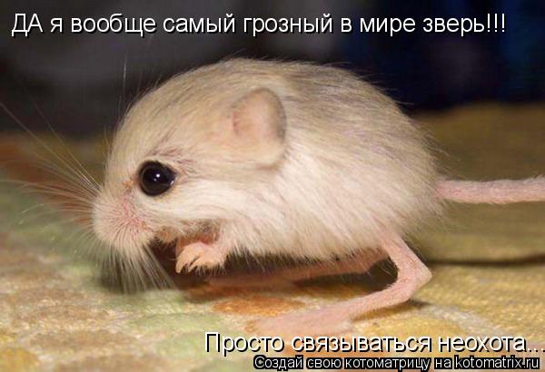 ДА я вообще самый грозный в мире зверь!!! Просто связываться неохота...... Котоматрица: ДА я вообще самый грозный в мире зверь!!! Просто связываться неохота...