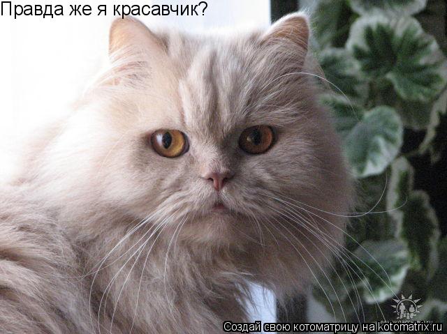 Правда же я красавчик?... Котоматрица: Правда же я красавчик?
