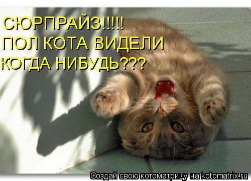 СЮРПРАЙЗ!!!!! ПОЛ КОТА ВИДЕЛИ КОГДА НИБУДЬ???... Котоматрица: СЮРПРАЙЗ!!!!! ПОЛ КОТА ВИДЕЛИ КОГДА НИБУДЬ???