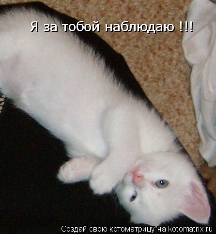 Я за тобой наблюдаю !!!... Котоматрица: Я за тобой наблюдаю !!!