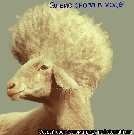 Элвис снова в моде!... Котоматрица: Элвис снова в моде!