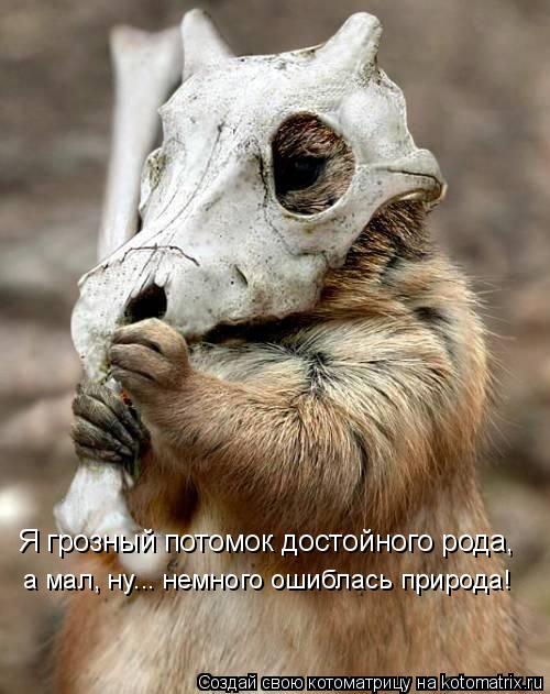 Я грозный потомок достойного рода, а мал, ну... немного ошиблась природа!... Котоматрица: Я грозный потомок достойного рода, а мал, ну... немного ошиблась природа!